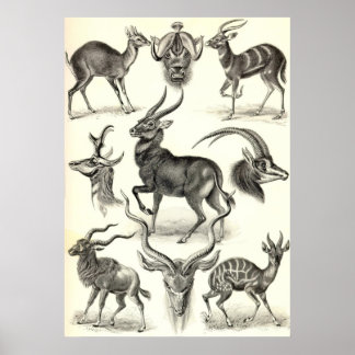 Póster Ernst Haeckel - Antilopina