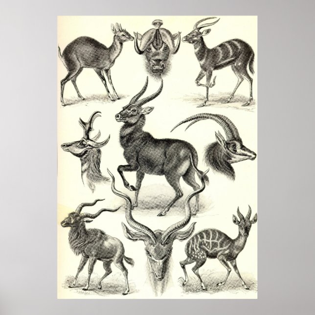 Póster Ernst Haeckel - Antilopina (Frente)