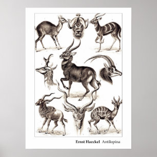 Póster Ernst Haeckel Antilopina com beira
