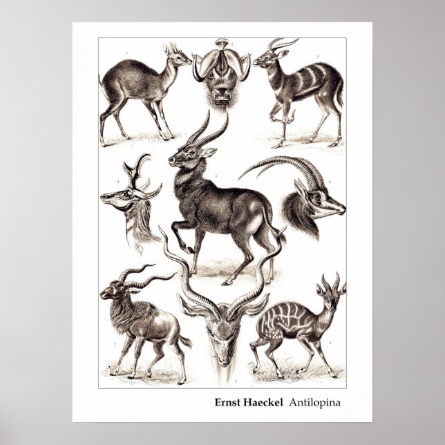 Póster Ernst Haeckel Antilopina na fronteira (Frente)