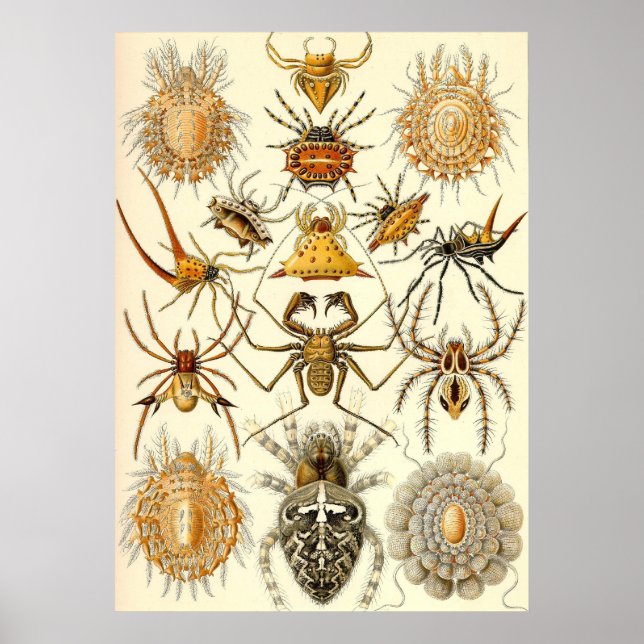 Póster Ernst Haeckel - Arachnida (Frente)