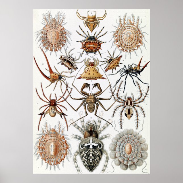Poster Ernst Haeckel Arachnida Spiders (Frente)