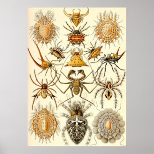 Póster Ernst Haeckel - aracnídeos