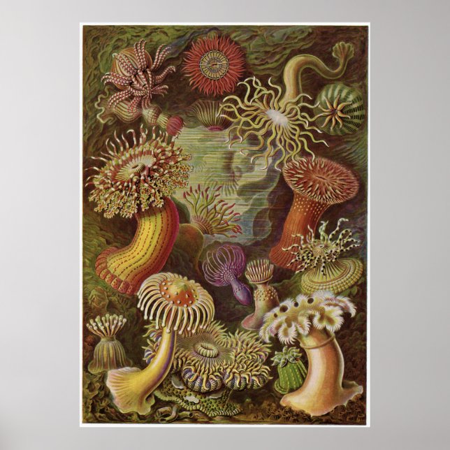 Póster Ernst Haeckel Art Impressão: Actiniae (Frente)