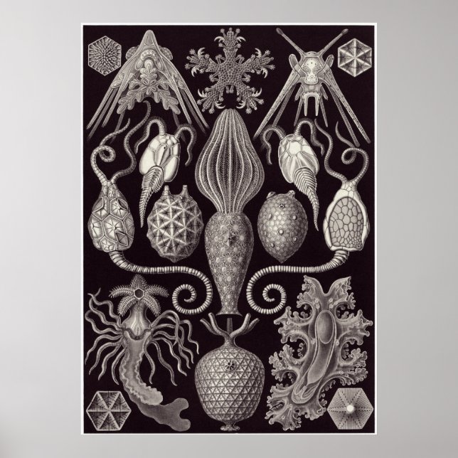 Póster Ernst Haeckel Art Impressão: Amphoridea (Frente)