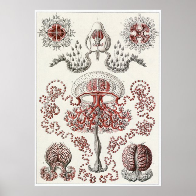 Poster Ernst Haeckel Art Impressão: Anthomedusae (Frente)