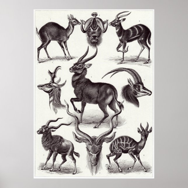 Poster Ernst Haeckel Art Impressão: Antilopina (Frente)