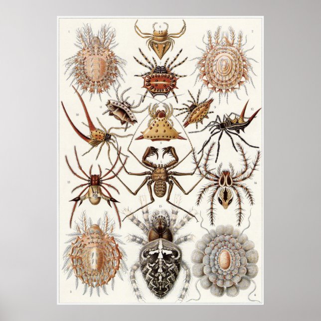 Póster Ernst Haeckel Art Impressão: Arachnida (Frente)