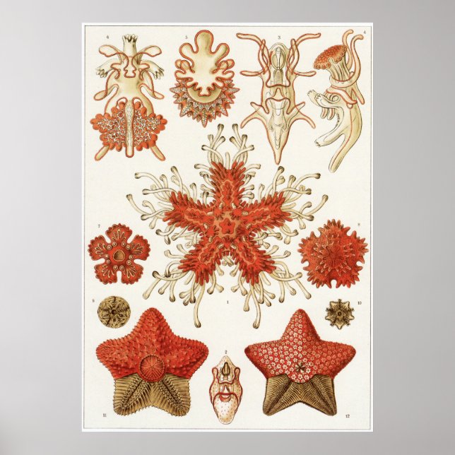 Póster Ernst Haeckel Art Impressão: Asteridea (Frente)