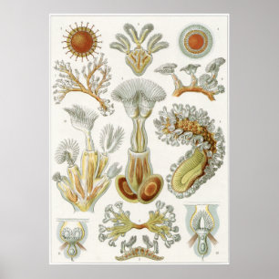Póster Ernst Haeckel Art Impressão: Bryozoa