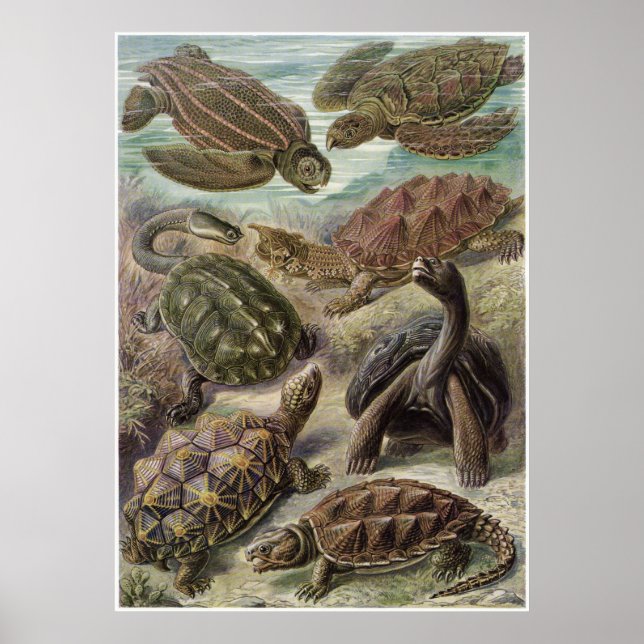 Poster Ernst Haeckel Art Impressão: Chelonia (Frente)