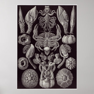 Póster Ernst Haeckel Art Impressão: Cirripedia
