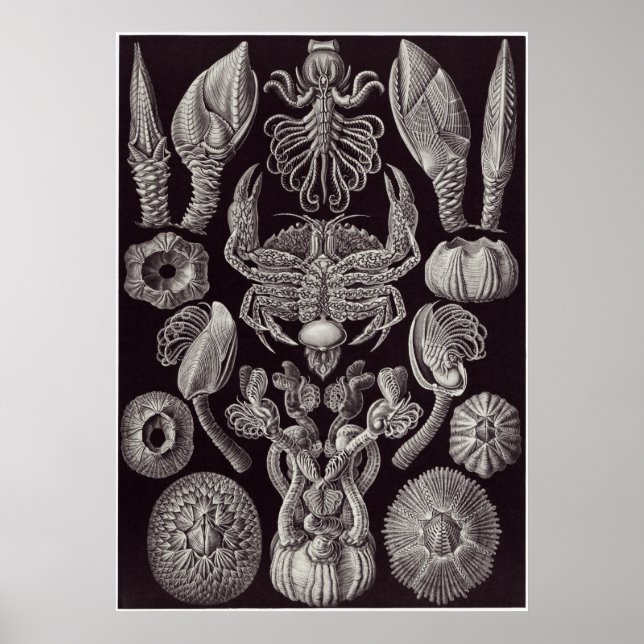 Póster Ernst Haeckel Art Impressão: Cirripedia (Frente)