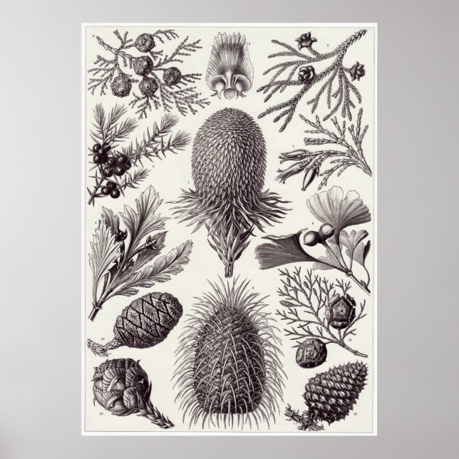Poster Ernst Haeckel Art Impressão: Coniferae (Frente)