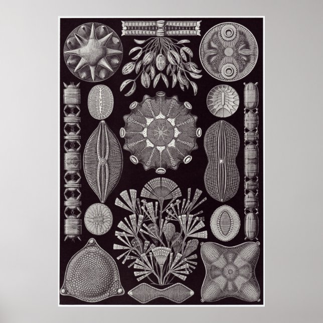 Póster Ernst Haeckel Art Impressão: Diatometria (Frente)
