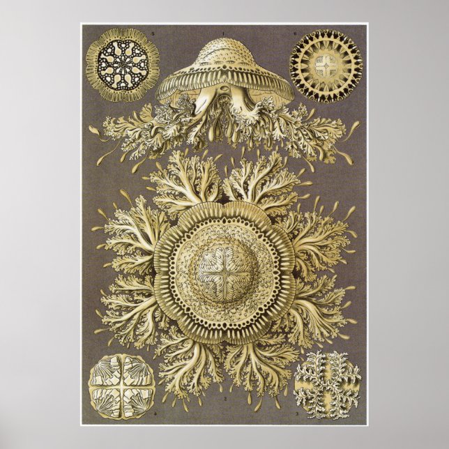 Poster Ernst Haeckel Art Impressão: Disco (Frente)