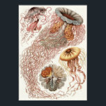 Póster Ernst Haeckel Art Impressão: Disco<br><div class="desc">Ernst Haeckel art impressão</div>
