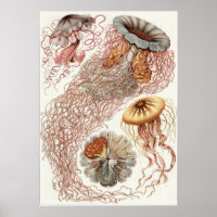 Ernst Haeckel Art Impressão: Disco