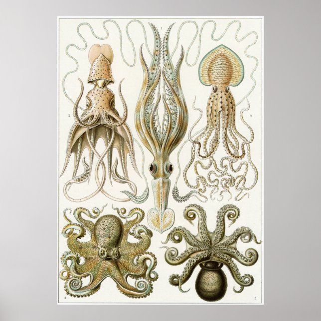 Poster Ernst Haeckel Art Impressão: Gamochonia (Frente)