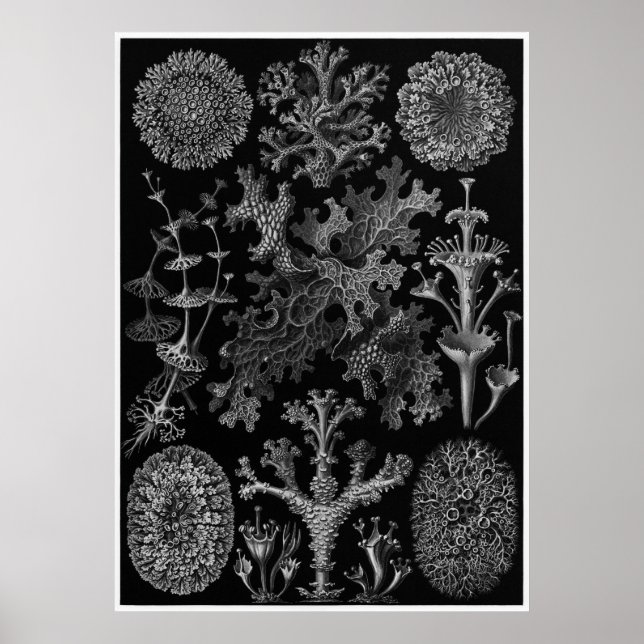 Póster Ernst Haeckel Art Impressão: Lichenes (Frente)