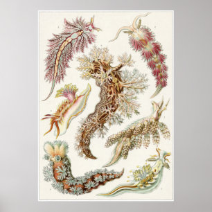 Poster Ernst Haeckel Art Impressão: Nudibranchia