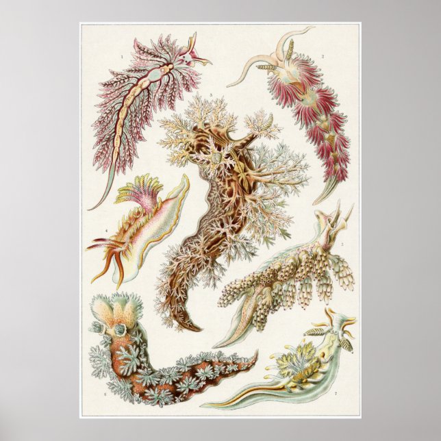 Poster Ernst Haeckel Art Impressão: Nudibranchia (Frente)