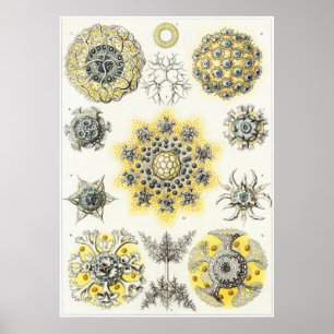 Poster Ernst Haeckel Art Impressão: Polycyttaria