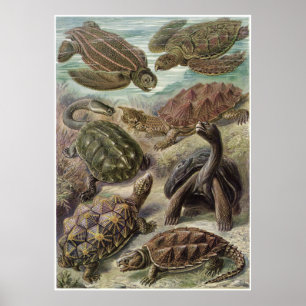 Poster Ernst Haeckel Art Impressão: Quelonia