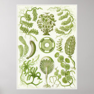 Poster Ernst Haeckel Art Impressão: Siphoneae