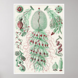 Póster Ernst Haeckel Art Impressão: Siphonophorae