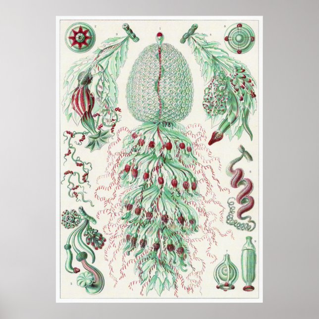 Póster Ernst Haeckel Art Impressão: Siphonophorae (Frente)