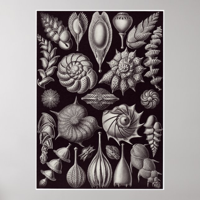 Póster Ernst Haeckel Art Impressão: Thalamophora (Frente)