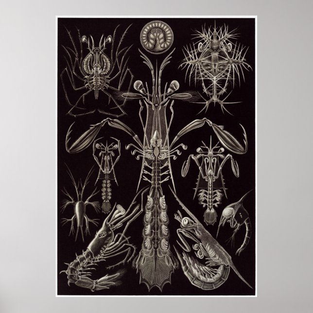 Poster Ernst Haeckel Art Impressão: Thoracostraca (Frente)