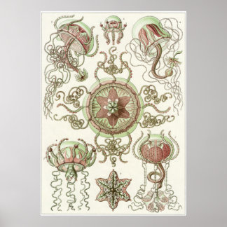 Póster Ernst Haeckel Art Impressão: Trachomedusae