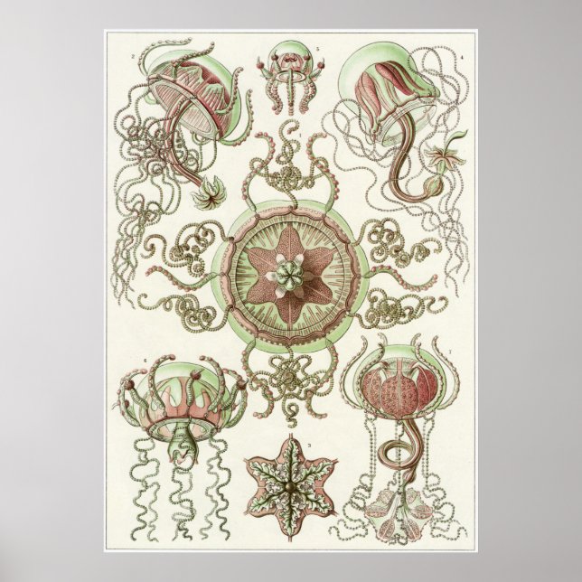 Póster Ernst Haeckel Art Impressão: Trachomedusae (Frente)