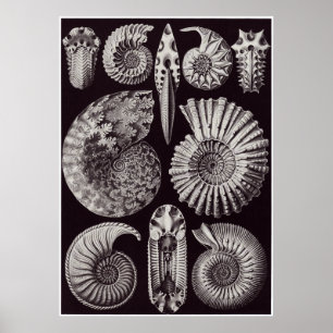 Póster Ernst Haeckel Art Print: Ammonitida