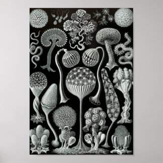 Póster Ernst Haeckel Art Sea Life 11" x 8.5