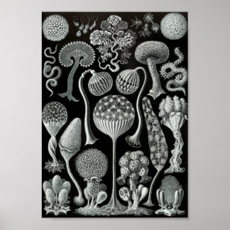 Póster Ernst Haeckel Art Sea Life 11" x 8.5