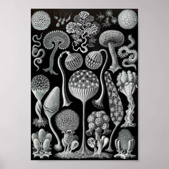 Póster Ernst Haeckel Art Sea Life 11" x 8.5 (Frente)