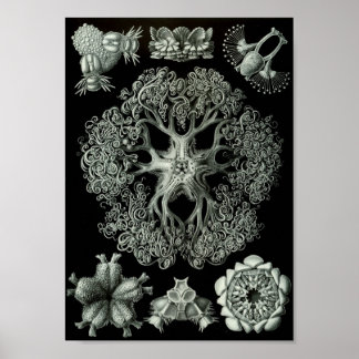 Póster Ernst Haeckel Art Sea Life 11" x 8.5