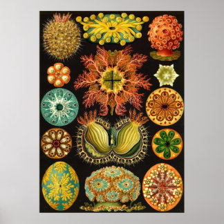 Póster Ernst Haeckel - Ascidiae