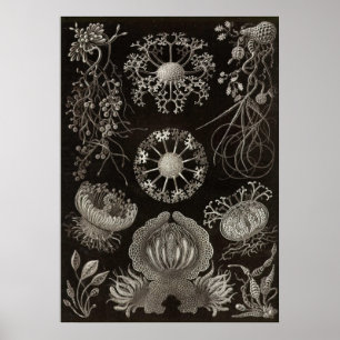 Póster Ernst Haeckel - ascomicetes