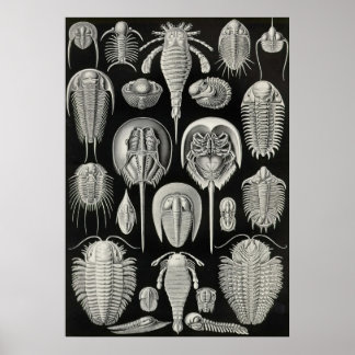 Poster Ernst Haeckel - Aspidonia