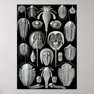 Poster Ernst Haeckel - Aspidonia