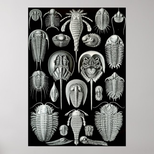 Poster Ernst Haeckel - Aspidonia (Frente)