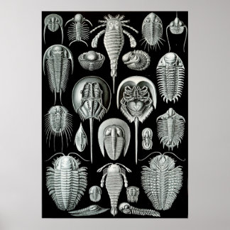 Póster Ernst Haeckel Aspidonia
