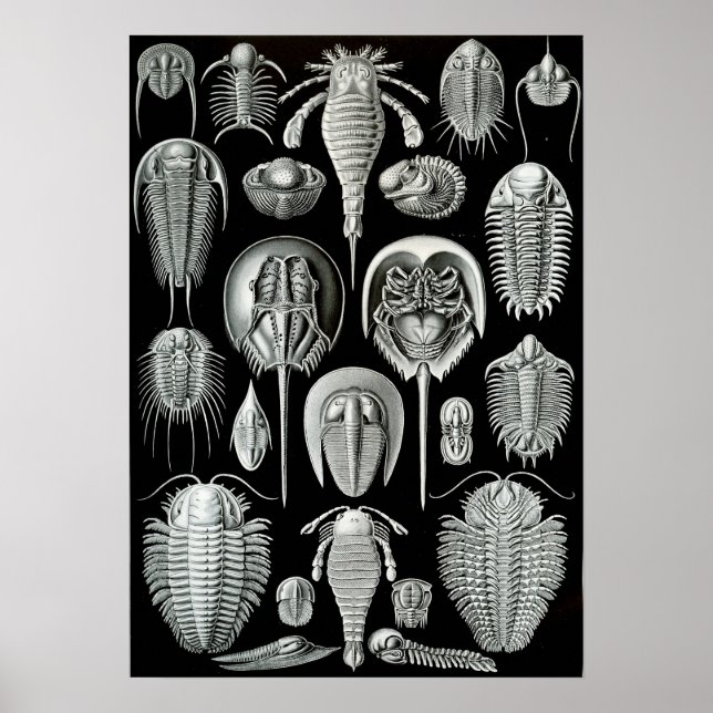 Póster Ernst Haeckel Aspidonia (Frente)