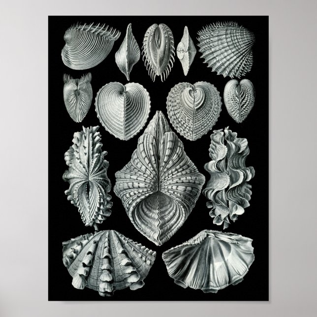 Poster Ernst Haeckel Bivalvia Preto e Branco em Greve (Frente)