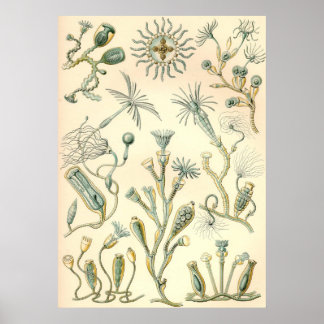 Póster Ernst Haeckel - Campanariae
