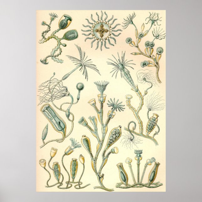 Póster Ernst Haeckel - Campanariae (Frente)